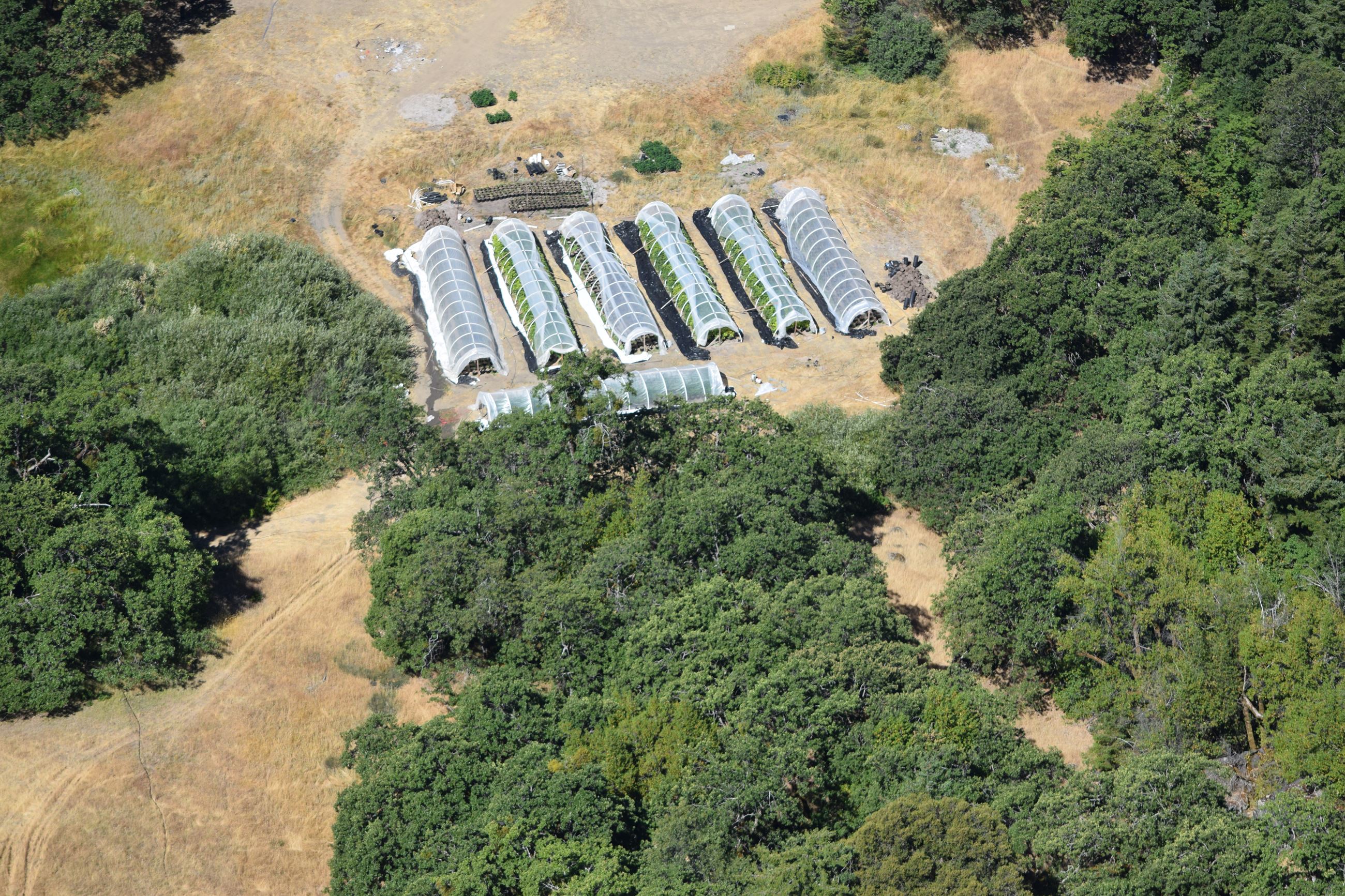 Marijuana Investigation